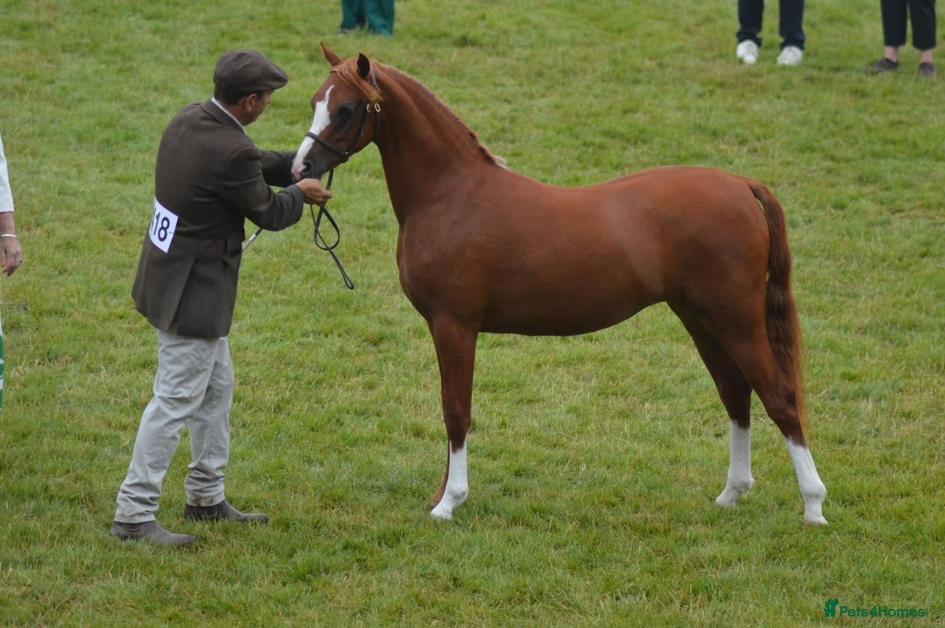 Welsh Section B horses Top class yearling welsh b filly  - Advert 10