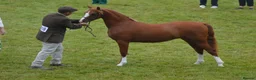 Welsh Section B horses for sale: Top class yearling welsh b filly  - Advert 1