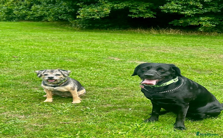 Labrador Retriever dogs - Advert 5