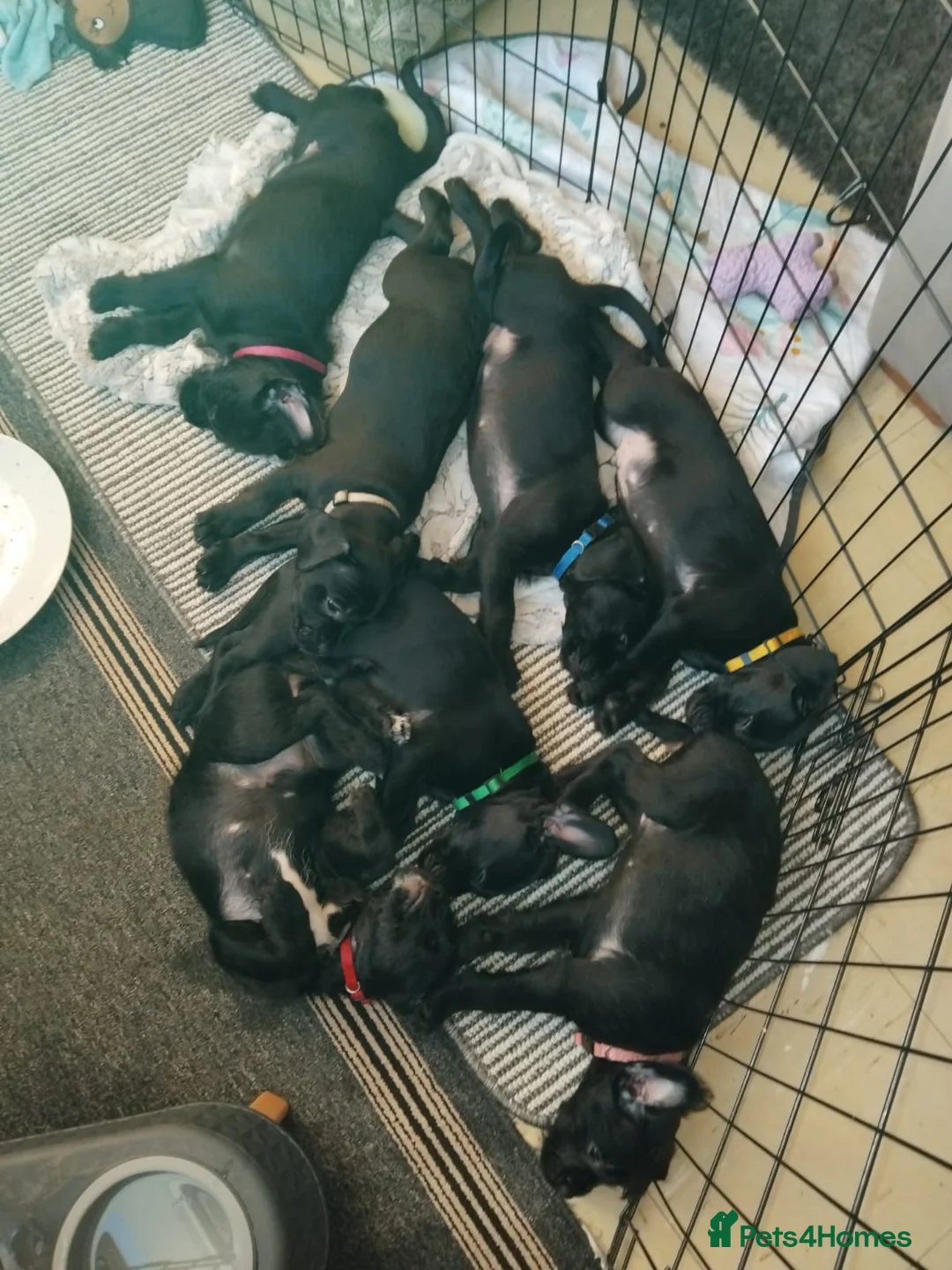 Mixed Breed dogs for sale: Miniature Poodle cross french bulldog puppies  - Advert 15