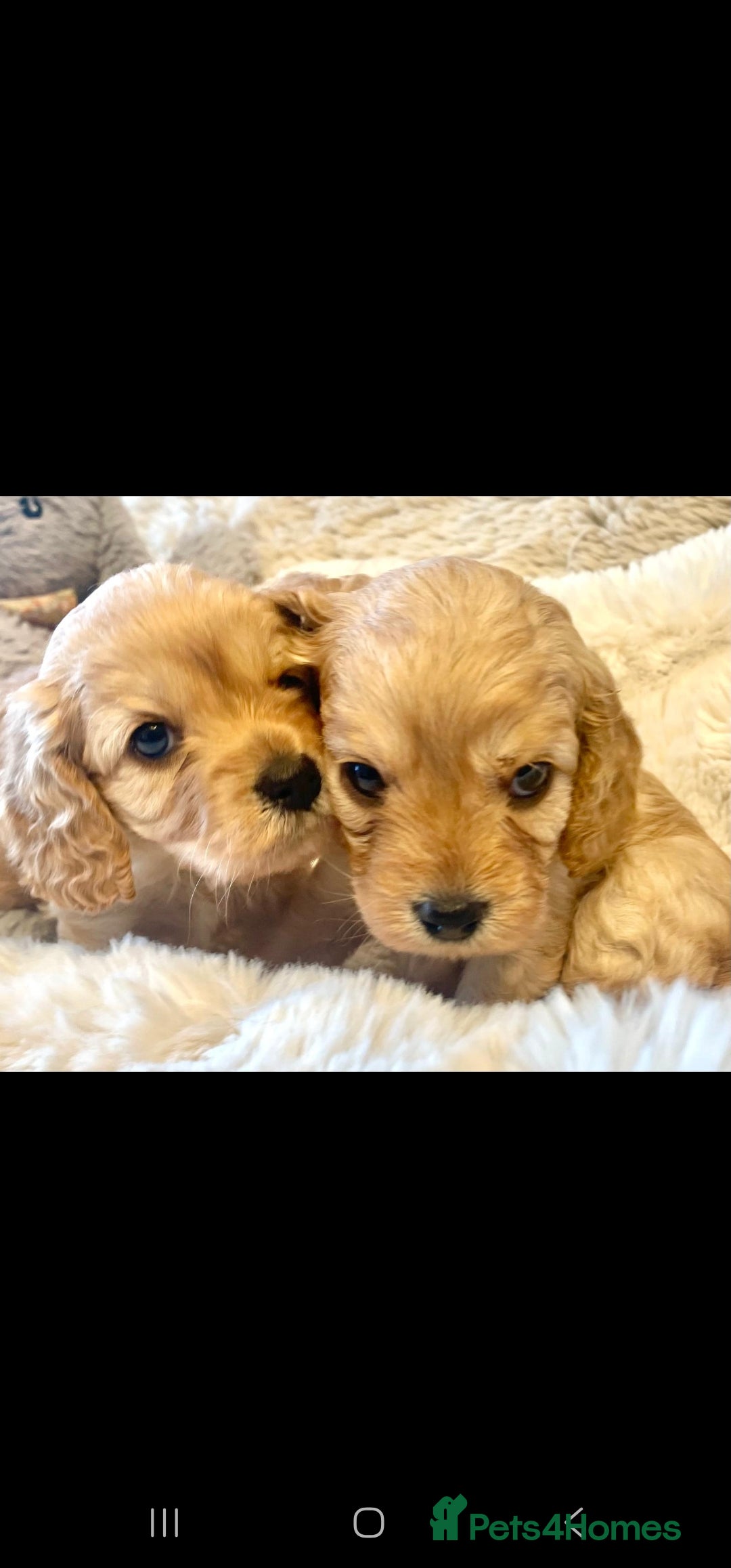 Toy Poodle dogs for stud: Toy poodle stud boy  in Blackburn - Advert 29