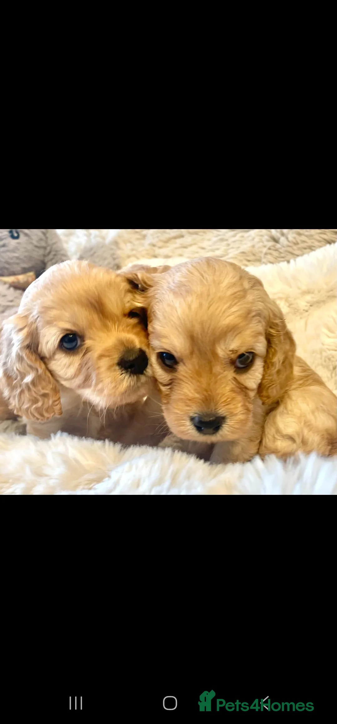 Toy Poodle dogs for stud: Toy poodle stud boy  in Blackburn - Advert 27