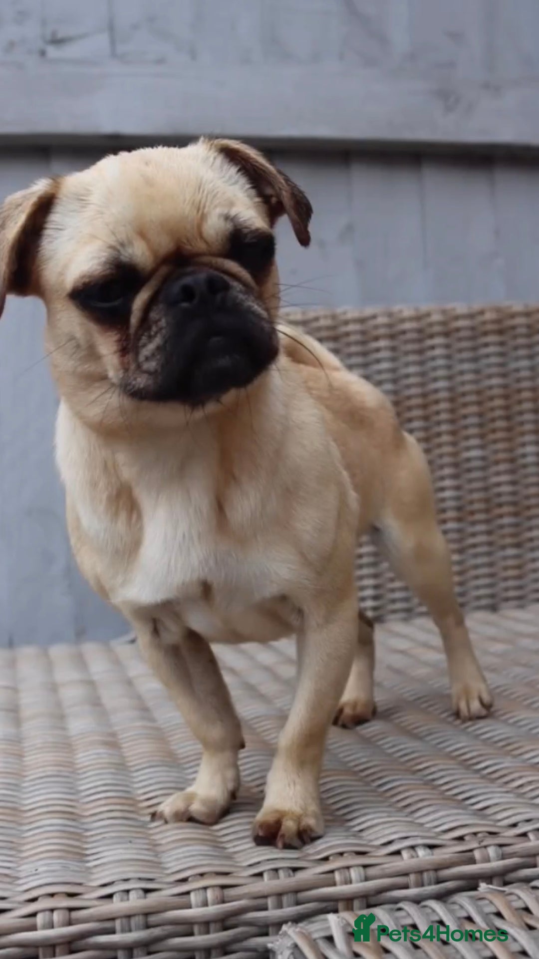 Griffon Bruxellois dogs for sale: Brussels griffons  - Advert 31