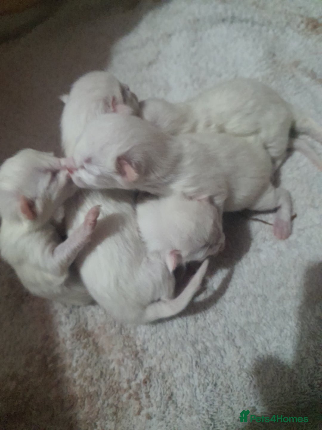 Turkish Angora cats for sale: Angoradoll kittens  - Image 3