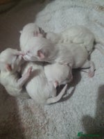 Turkish Angora cats Stunning Angoradoll kittens - Advert 1