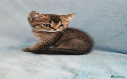 Scottish Fold cats for sale: Adorable Scottish fold Straight Ears Kittens - Image 17