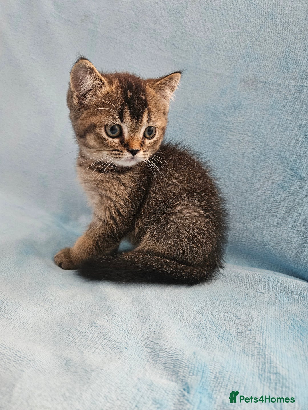 Scottish Fold cats for sale: Adorable Scottish fold Straight Ears Kittens - Image 17