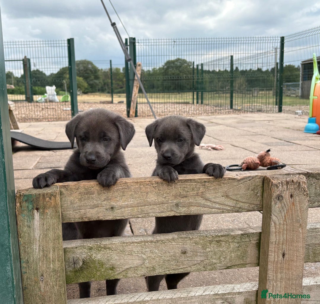 Labrador Retriever dogs for sale: Beautiful Silver & Charcoal KC Labs - Image 9
