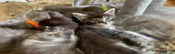 Maine Coon cats for sale: TICA-Registered Silver Maine Coon Kittens - Advert 8
