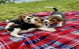 Beagle dogs for sale: Adorable Cute Beagle Puppies Available  - Image 4