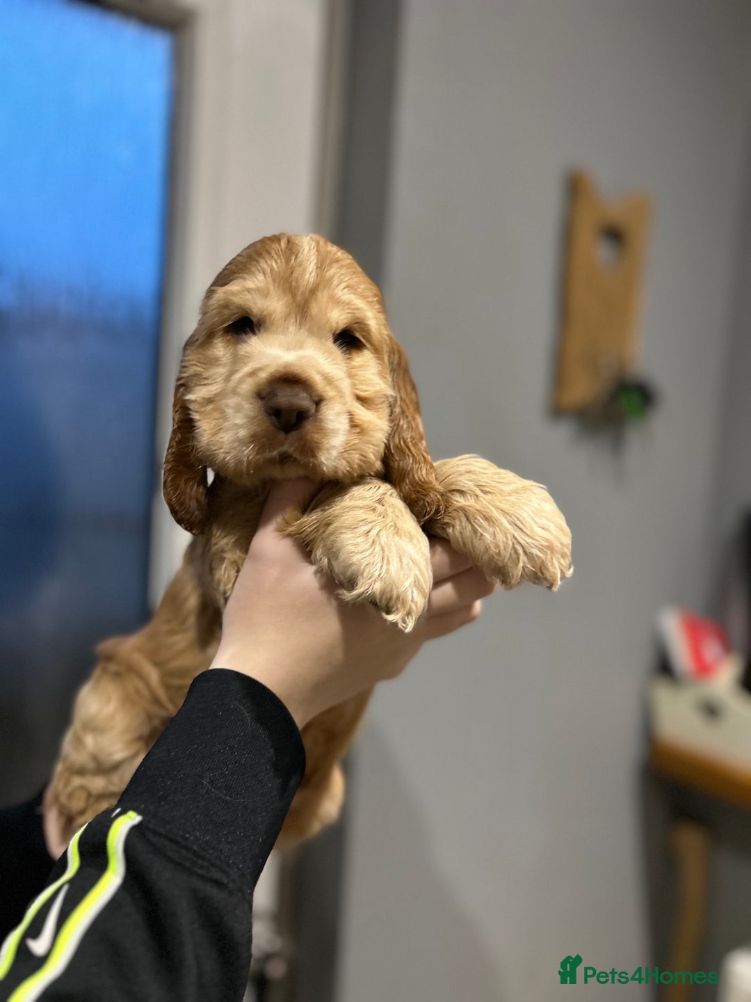 Cocker Spaniel dogs for sale: 💚2 boys available 💚show cocker spaniel puppies  - Advert 32