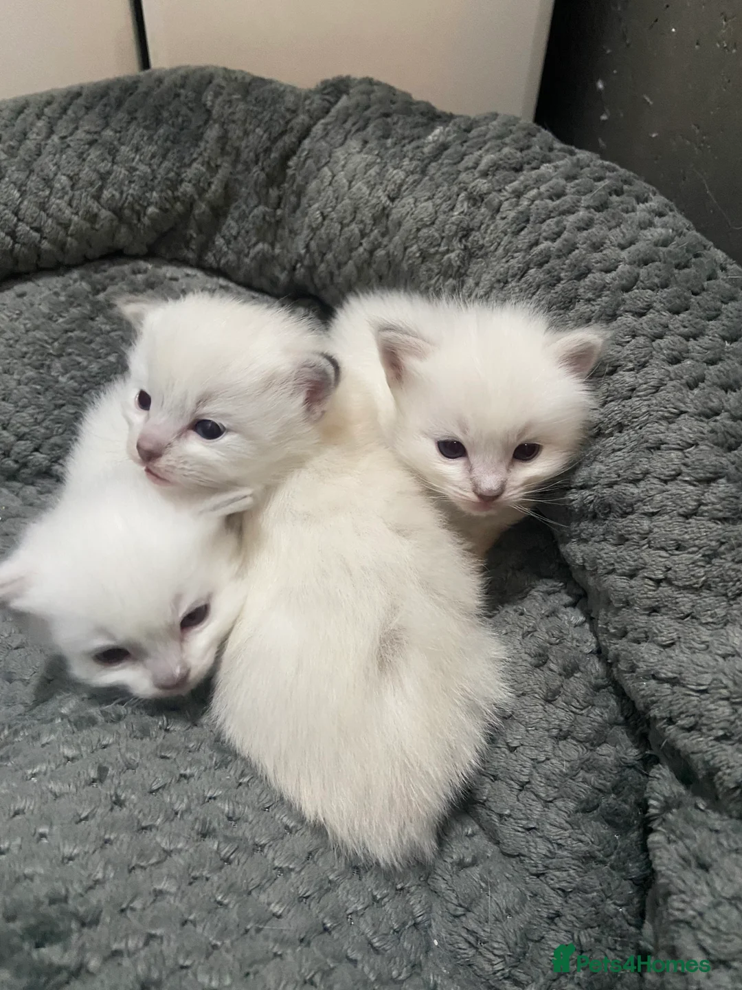 Ragdoll cats for sale: Adorable Ragdoll kittens - Advert 3
