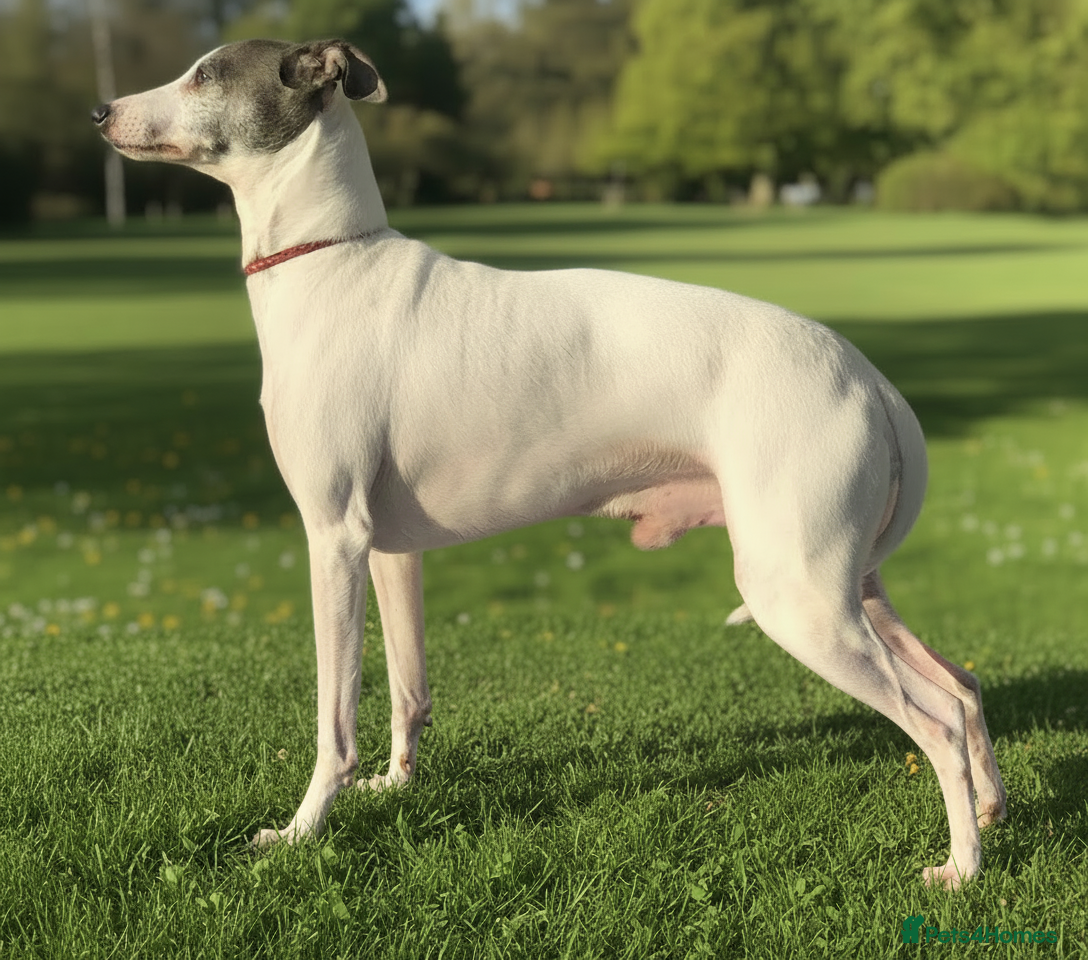 Italian Greyhound dogs American Import at Stud - Advert 1