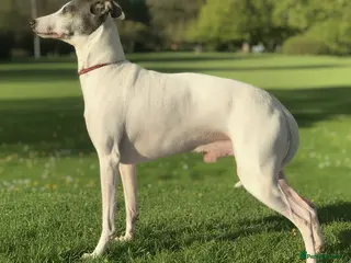 Italian Greyhound dogs American Import at Stud - Advert 1