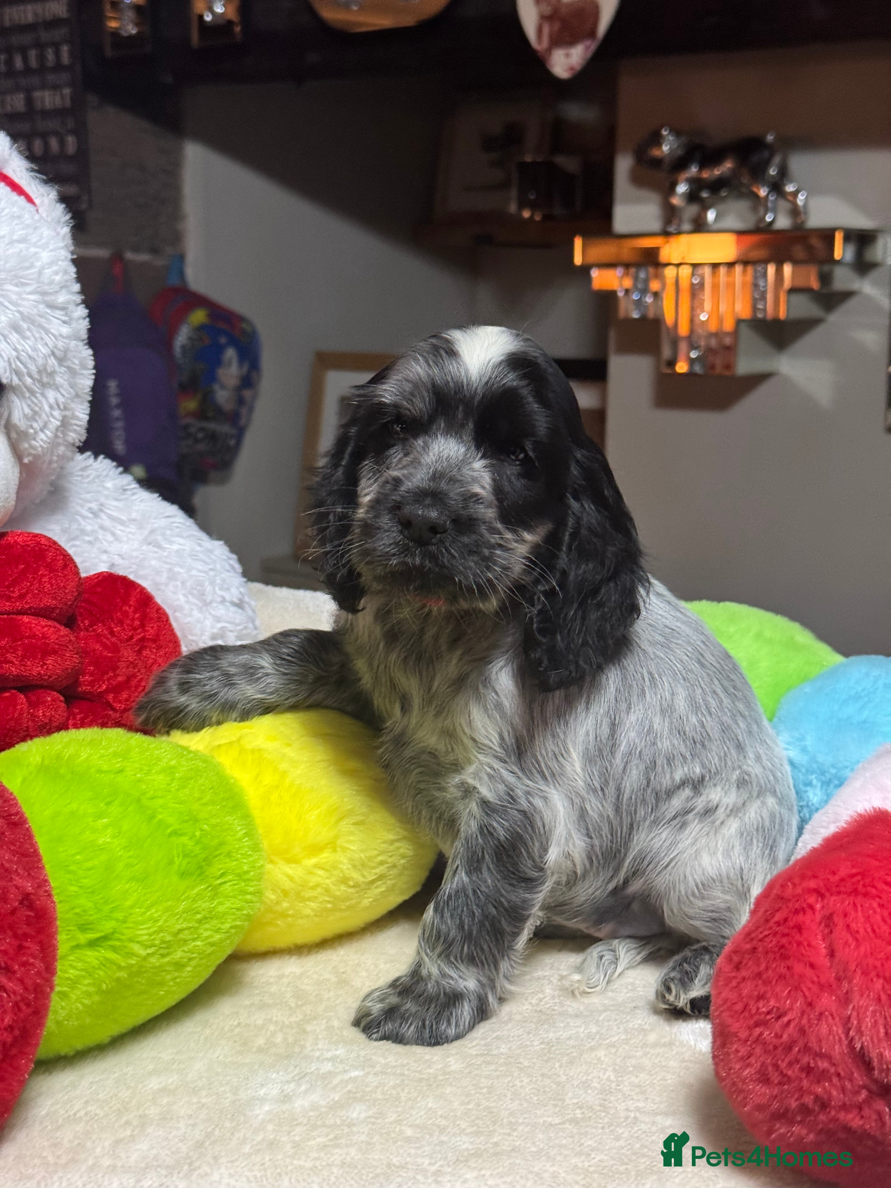 Cocker Spaniel dogs 1girl gorgeous show type cocker spaniel dna clear  - Advert 1