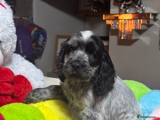 Cocker Spaniel dogs 1girl gorgeous show type cocker spaniel dna clear - Advert 1