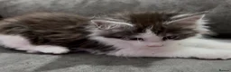 Maine Coon cats for sale: XL Maine coon kitten Tica registered parents  - Advert 14