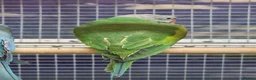 Parrots birds for sale: Stunning Parrots/Parakeets/Amazons  - Advert 12