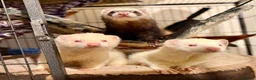 Ferret rodents for sale: 15 beautiful kits awaiting to be reserved.  - Advert 1
