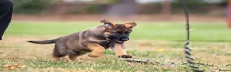 German Shepherd dogs for sale: Top working line KC GSD pups  - Advert 18