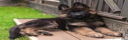 German Shepherd dogs for sale: KC PUPPIES FOR SALE - Advert 2
