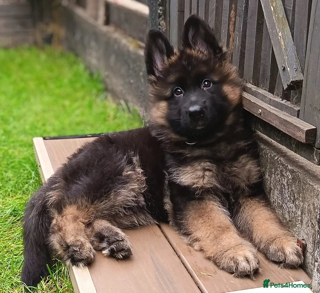 German Shepherd dogs for sale: KC PUPPIES FOR SALE - Advert 2