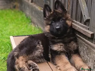 German Shepherd dogs KC PUPPIES FOR SALE - Advert 2