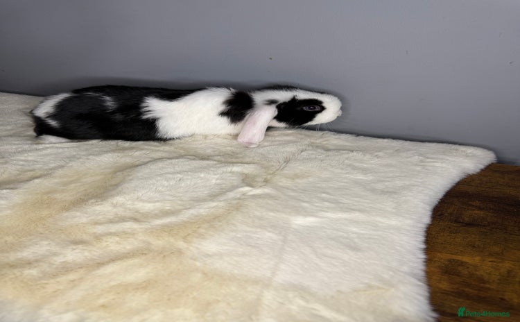 Mini Lop rabbits - Advert 3