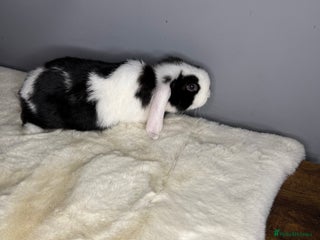 Mini Lop rabbits - Advert 36