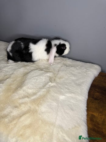 Mini Lop rabbits - Advert 12