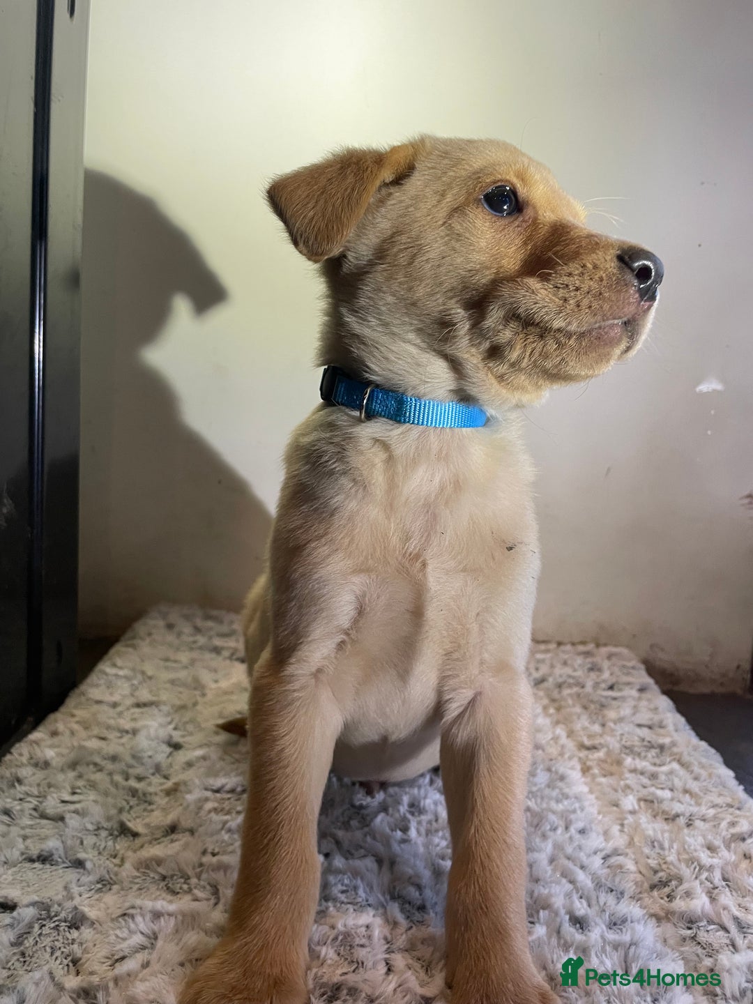 Labrador Retriever dogs for sale: Reduced to 1200 Ready to go now   - Advert 19