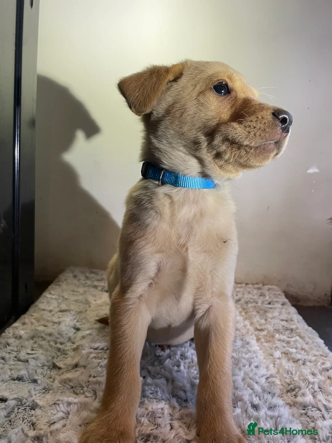 Labrador Retriever dogs for sale: All Reduced to £850 Ready to go now only 1 left - Advert 19