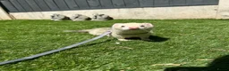 Ferret rodents for sale: Two hobs for rehoming. - Advert 23