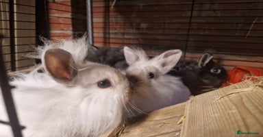 Lionhead rabbits - Advert 11