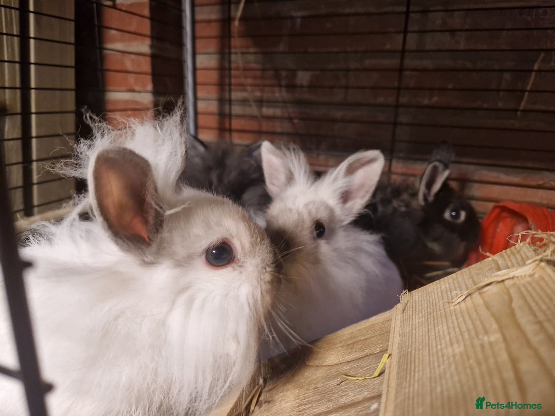 Lionhead rabbits for sale: Lovely floofy little lionheads males and females - Image 3