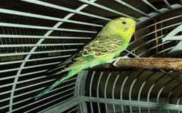 Budgerigars birds for sale: Two Young Male Budgies - Image 1