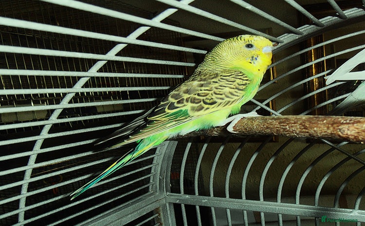 Budgerigars birds - Advert 1