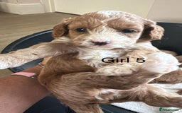 Cavapoo dogs for sale: One girl left has come available  - Image 24
