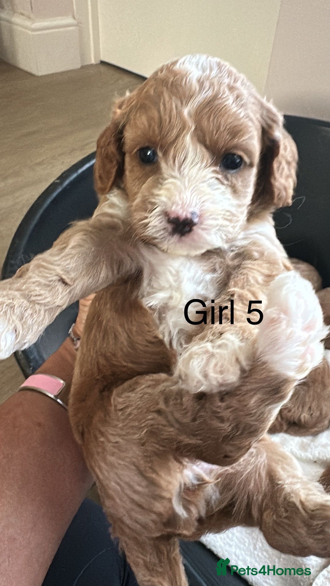 Cavapoo dogs for sale: One girl left has come available  - Image 24