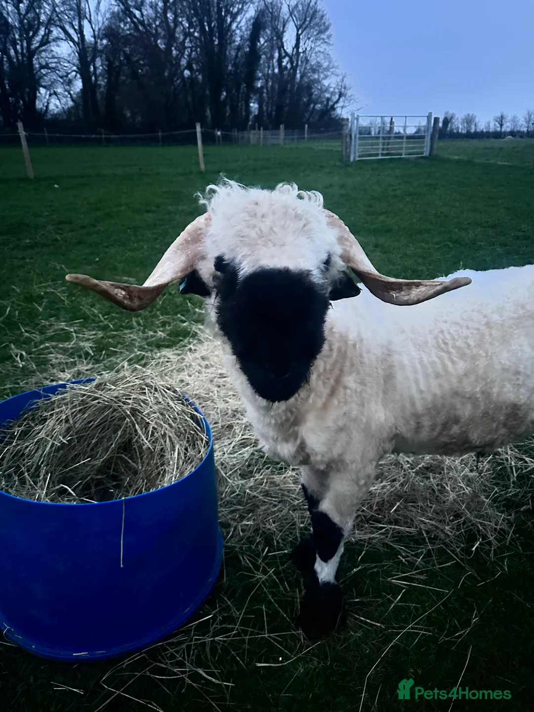Sheep livestock for sale: Valais Balcknose Breeding Ram in Somerton - Advert 2