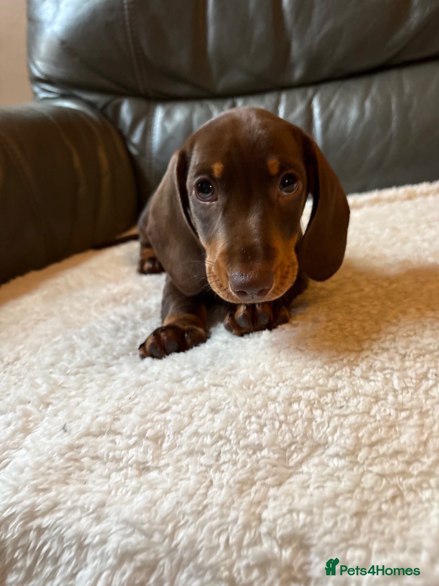 Miniature Dachshund dogs for sale: Ready to leave! Stunning Miniature Dachshund pups  - Advert 2
