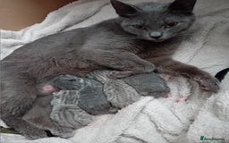British Shorthair cats for sale: Adorable blue grey kittens - Image 11