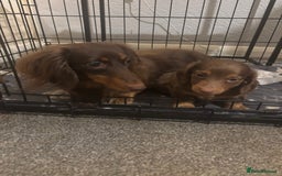 Dachshund dogs for sale: Chocolate tan dachshund  - Image 7