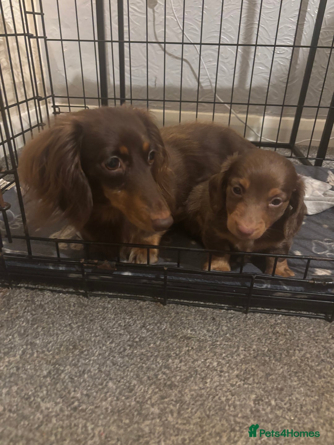 Dachshund dogs for sale: Chocolate tan dachshund  - Image 7
