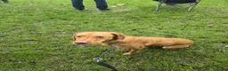 Labrador Retriever dogs for sale: Female fox red labrador for sale - Advert 5
