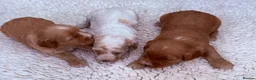 Australian Labradoodle dogs for sale: Australian labradoodles  in Brackley - Advert 3