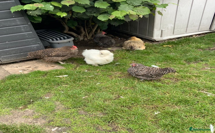Chickens poultry - Advert 1