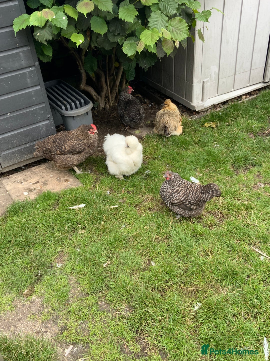 Chickens poultry for sale: 3 Maran hens needing new home - Image 1