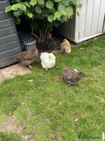 Chickens poultry - Advert 13