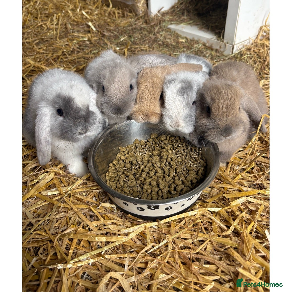 Mini Lop rabbits 🐰Mini lop rabbits for sale🐰 - Advert 1